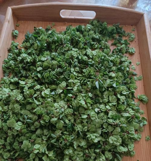以榆树钱为主的投资策略（榆树钱的魅力与使用技巧）-第3张图片-美味行家