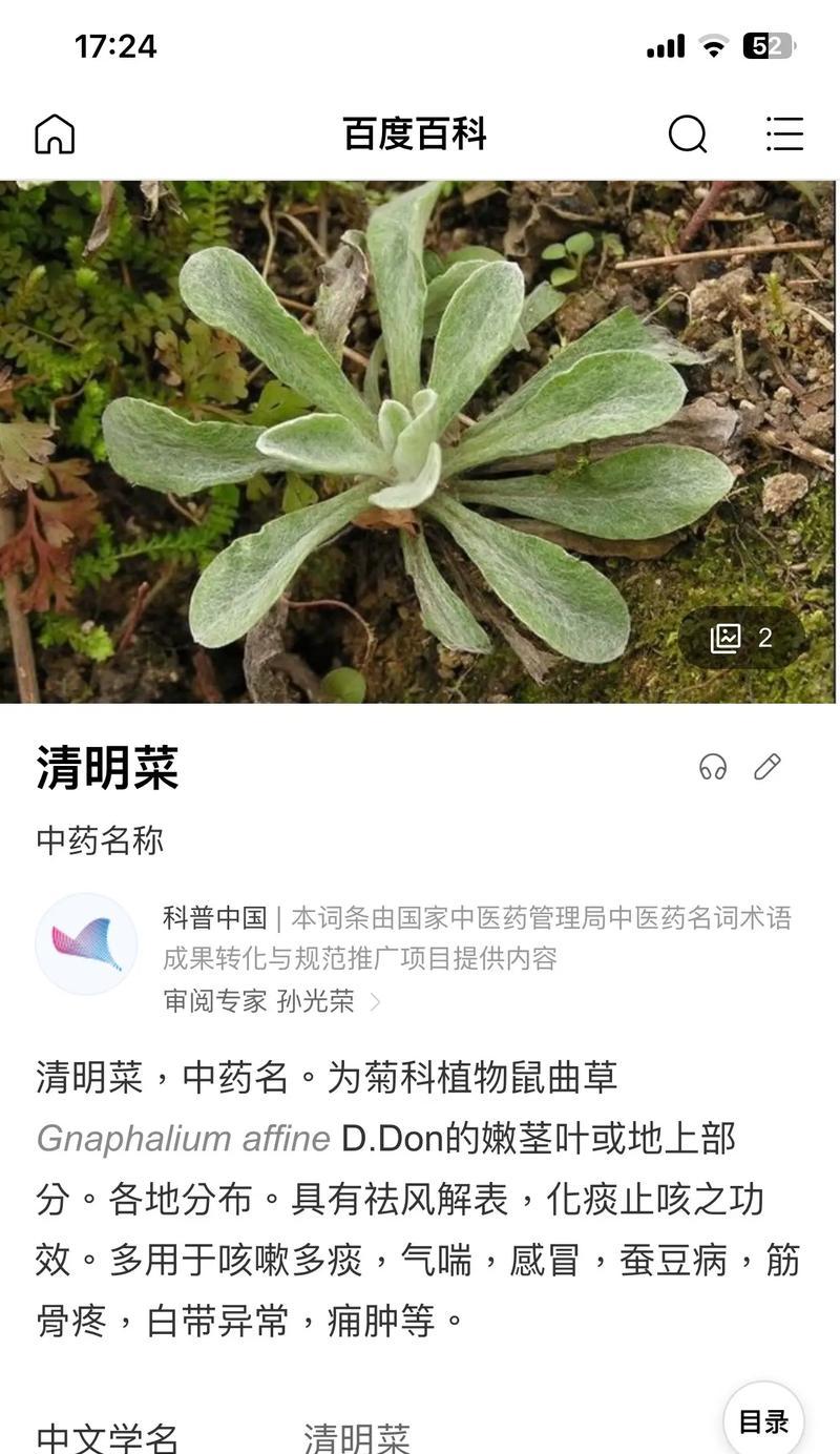 野菜粑粑制作全攻略（如何用野菜做出美味可口的粑粑）-第2张图片-美味行家