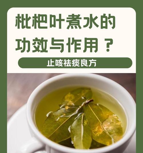 蚕豆煮枇杷叶，清热润肺，养生良方-第2张图片-美味行家