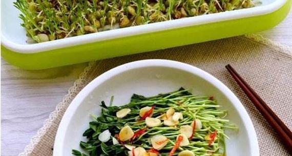 以松柳芽苗菜为主角的美食盛宴（探秘松柳芽苗菜的做法与口感，开启味蕾的艺术之旅）-第2张图片-美味行家