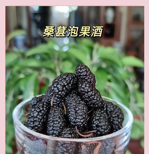 自酿桑葚酒的制作方法（享受美味自然的甜蜜诱惑）-第3张图片-美味行家