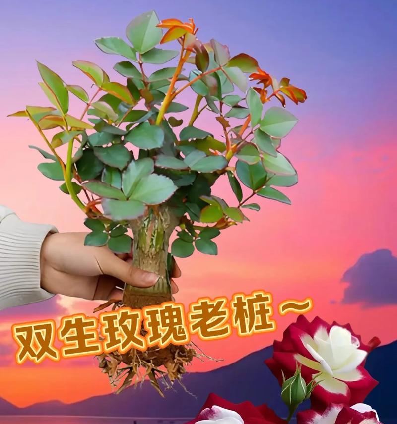 如何制作美丽的双色玫瑰花（简单易学的双色玫瑰花制作方法，让你轻松变身为花艺达人）-第1张图片-美味行家