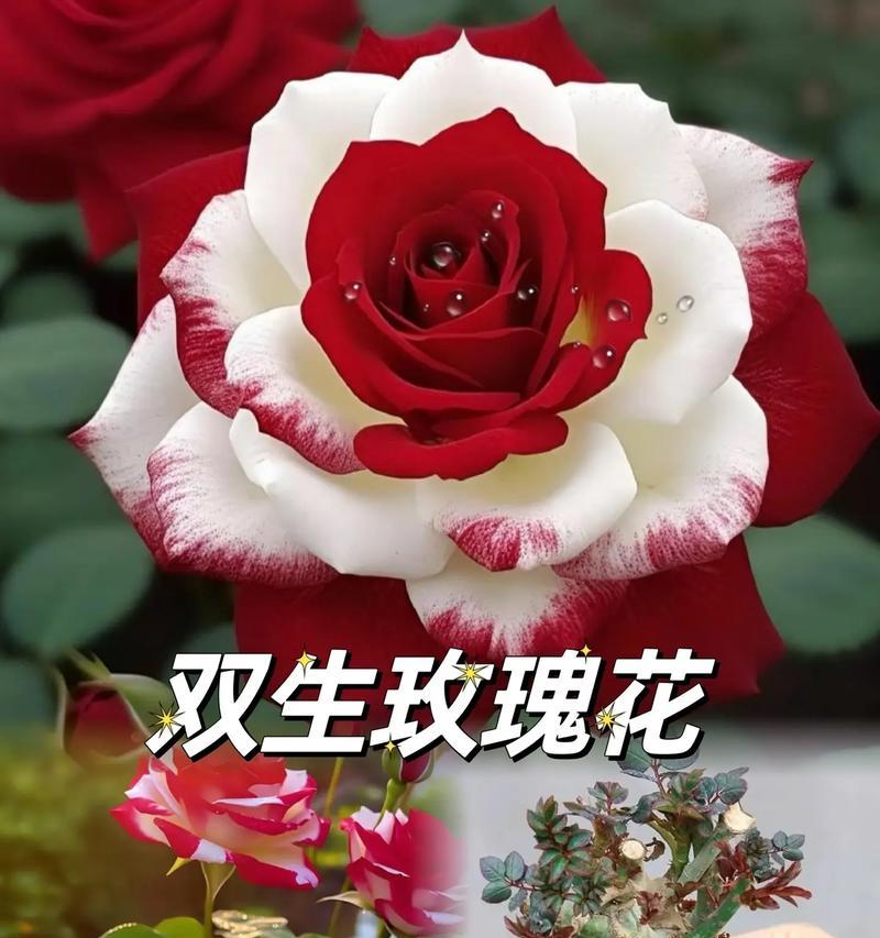 如何制作美丽的双色玫瑰花（简单易学的双色玫瑰花制作方法，让你轻松变身为花艺达人）-第3张图片-美味行家