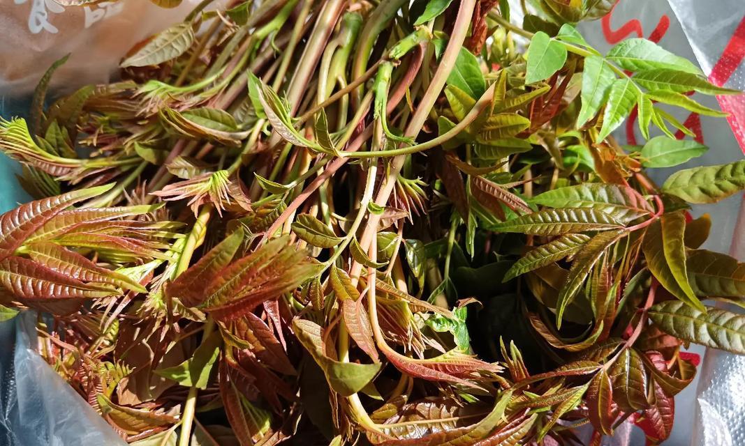 香椿头煎蛋，营养美味的家常菜（以香椿头为主料，加入蛋液煎制的做法，富含营养且口感极佳）-第1张图片-美味行家