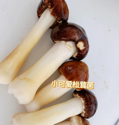 味蕾盛宴，以松茸土鸡煲为主（鲜香爽口，健康营养，土鸡和松茸的完美结合）-第2张图片-美味行家