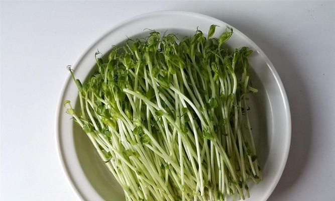 清炒豌豆尖的做法（清爽爆发，绿叶飞舞）-第2张图片-美味行家