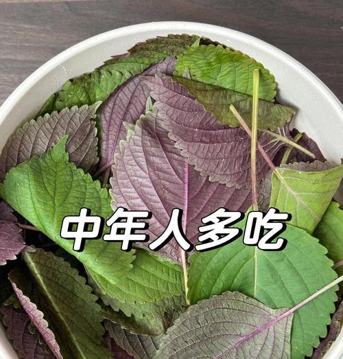 紫苏酱菜的制作方法（用紫苏的清香，让餐桌更多一份美味）-第2张图片-美味行家