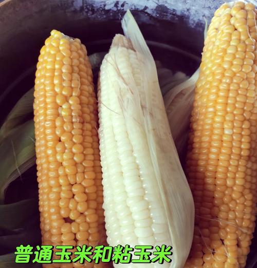玉米须大米粥的制作方法及营养价值（健康饮食之道，尝试玉米须大米粥）-第2张图片-美味行家