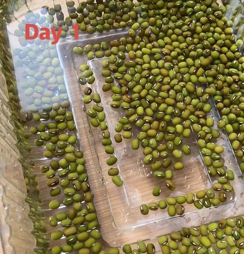 自制黑豆芽——营养又美味（家庭自制黑豆芽，轻松享受营养）-第2张图片-美味行家