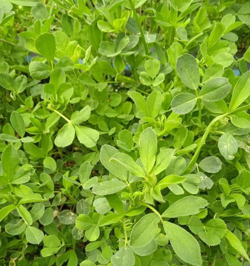 如何做蒸苜蓿（掌握蒸苜蓿的技巧与注意事项）-第1张图片-美味行家