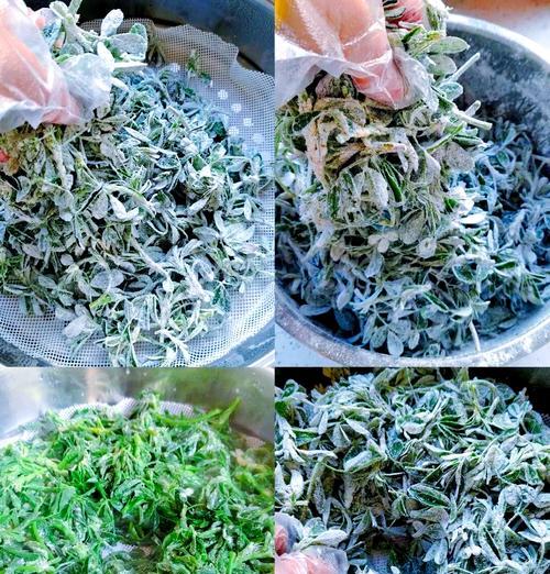 如何做蒸苜蓿（掌握蒸苜蓿的技巧与注意事项）-第3张图片-美味行家