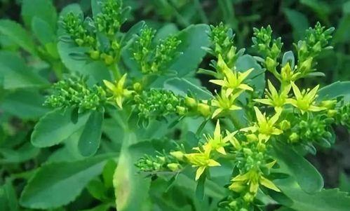 自制山野菜珍珠花包子（采摘野菜，做出美味包子）-第1张图片-美味行家