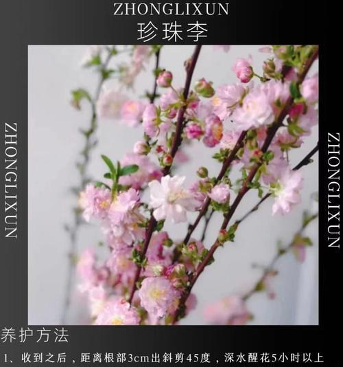 自制山野菜珍珠花包子（采摘野菜，做出美味包子）-第2张图片-美味行家