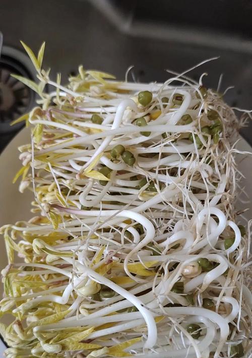 自发豆芽的制作方法（用家庭小工具种出营养好味的豆芽）-第1张图片-美味行家