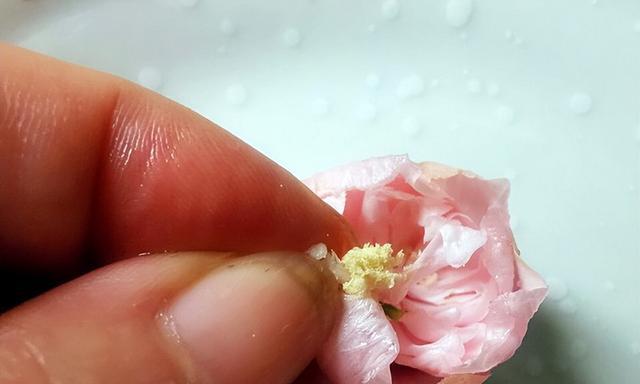 手工包子山野菜珍珠花制作全攻略（15个步骤带你做出天然绿色美食）-第3张图片-美味行家