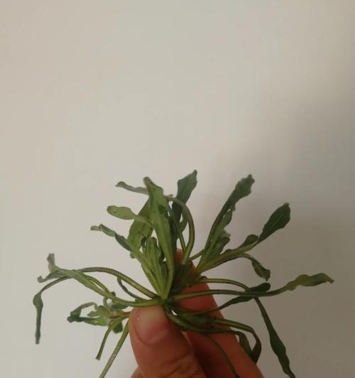 以芝麻酱拌青花野菜，清新健康好滋味（芝麻酱和青花野菜的完美组合）-第3张图片-美味行家
