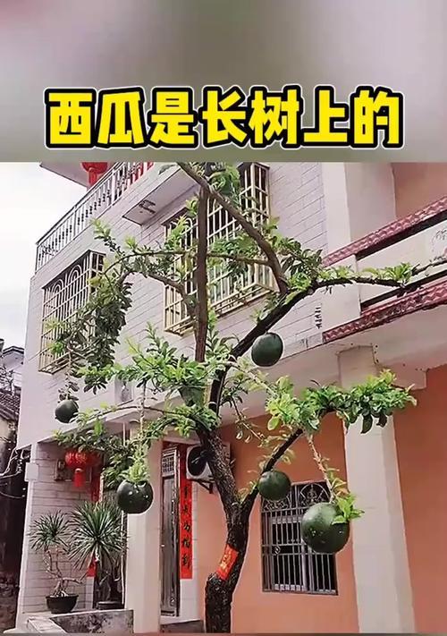 如何制作像小树一样的西瓜（打造精致水果盘，西瓜小树来帮忙）-第3张图片-美味行家