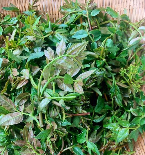 美味家常菜谱（鲜香美味，营养健康，宝宝爱吃，大人推荐）-第1张图片-美味行家